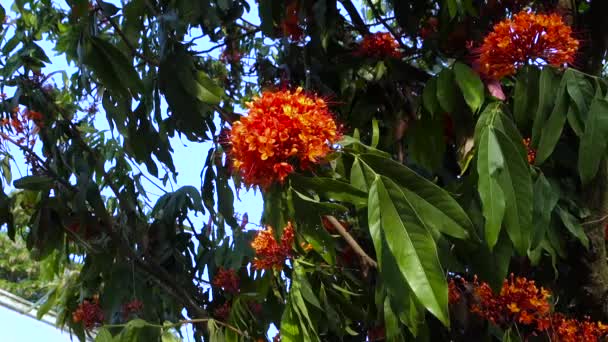 Ashoka Tree Blooming Flowers Leaves Saraca Asoca Commonly Known Ashoka — ストック動画