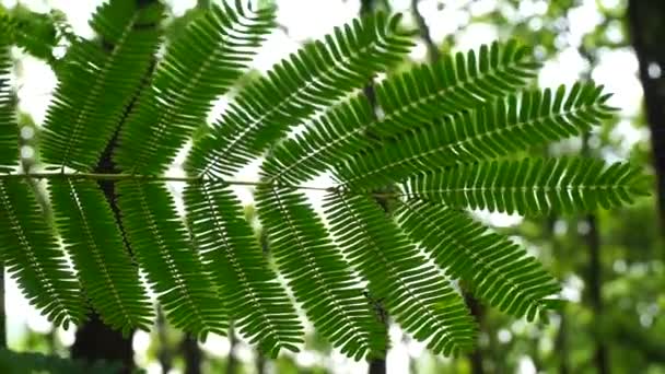Królewska Poinciana Delonix Regia Roślina Liście Indyjskim Lesie Nieostrym Tle — Wideo stockowe