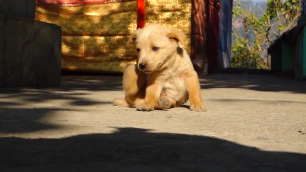 Oktober 2022 Dehradun India Een Schattige Bruine Puppy Krabben Bijten — Stockvideo