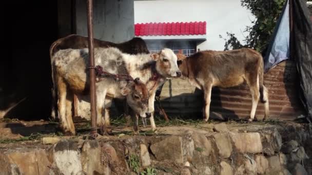October 14Th 2022 Dehradun India Bunch Cow Calf Tied Iron — Stock Video