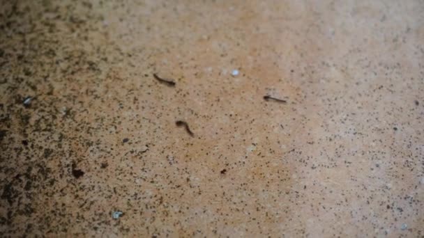 Stechmückenlarven Schwimmen Stillem Wasser Dehradun City Indien — Stockvideo