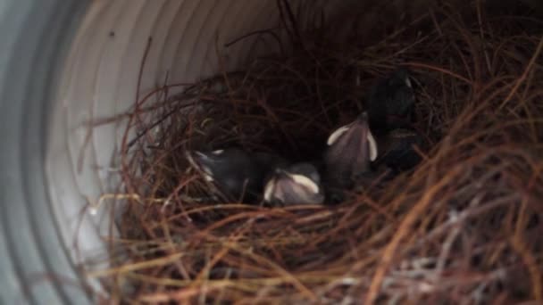 Bulbul Vogelkuikens Het Nest Dehradun City India — Stockvideo