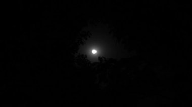 Buddha Purnima 'da gece vakti dolunay olan bir yaprak silueti. Hindistan