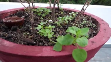 Fesleğen bitkisinin yakından çekilmiş bir fotoğrafı. Ayrıca Hint evindeki kırmızı bir çamur tenceresinde bulunan Tulsi bitkisi. Bu bitki Hindu Din 'inde kutsal kabul edilir..