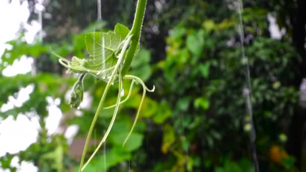 雨水倾泻而下 周围充满了绿色的藤蔓和人工林 — 图库视频影像