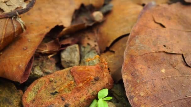落下した葉を持つインドのジャングルのグループ内の赤いアリのショットを閉じます ウッタラーカンド インディア — ストック動画