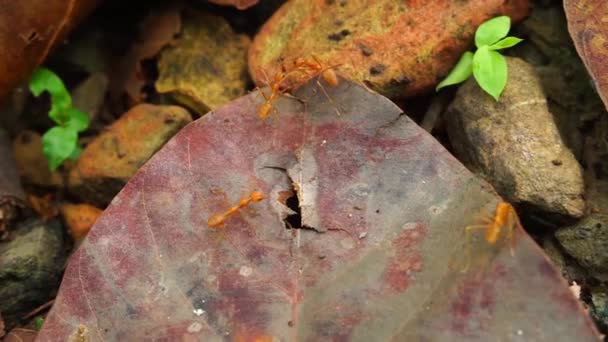 落下した葉を持つインドのジャングルのグループ内の赤いアリのショットを閉じます ウッタラーカンド インディア — ストック動画