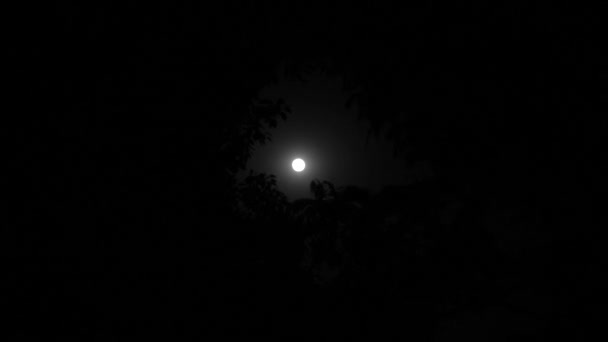 Une Silhouette Feuilles Avec Pleine Lune Sur Bouddha Purnima Nuit — Video