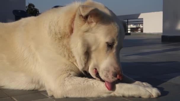 Ένα Λευκό Ποιμενικό Σκυλί Των Ιμαλαΐων Γλείφει Πόδια Του Αργή — Αρχείο Βίντεο