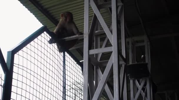 Lipca 2022 Katra Jammu Kaszmir Indie Rhesus Macaque Macaca Mulatta — Wideo stockowe