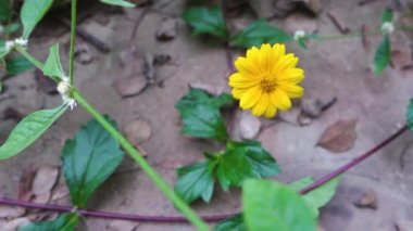 Albizia julibrissin yaprakları ve çiçekleri, İran ipek ağacı, pembe ipek ağacı veya mimoza ağacı. Uttarakhand Hindistan.