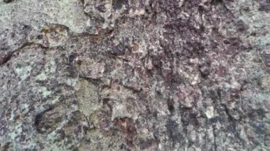 Albizia julibrissin yaprakları ve çiçekleri, İran ipek ağacı, pembe ipek ağacı veya mimoza ağacı. Uttarakhand Hindistan.