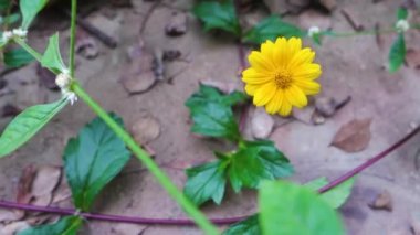 Albizia julibrissin yaprakları ve çiçekleri, İran ipek ağacı, pembe ipek ağacı veya mimoza ağacı. Uttarakhand Hindistan.