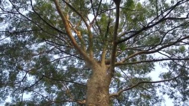 Albizia julibrissin yaprakları ve çiçekleri, İran ipek ağacı, pembe ipek ağacı veya mimoza ağacı. Uttarakhand Hindistan.