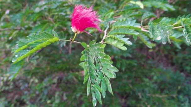 Folhas Flores Albizia Julibrissin Árvore Seda Persa Árvore Seda Rosa — Vídeo de Stock