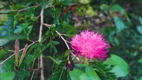 アルビジアジュブリシシンの葉や花 ペルシャの絹の木 ピンクの絹の木 またはミモザの木 ウッタラーカンド インディア — ストック動画