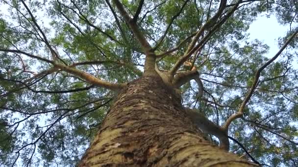 Листя Квіти Albizia Julibrissin Перського Шовкового Дерева Рожевого Шовку Або — стокове відео