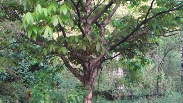 叶和花的Albizia Julibrissin 波斯丝树 粉红丝树 或拟南芥树 Uttarakhand India — 图库视频影像
