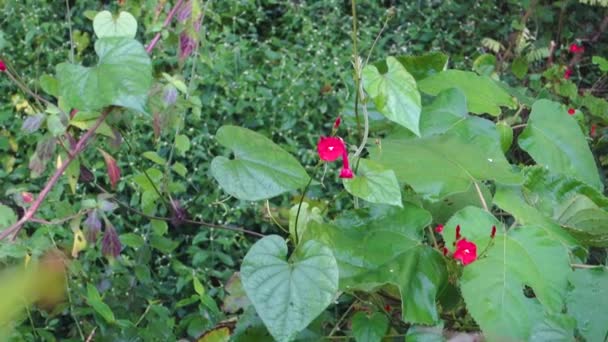 Blätter Und Blüten Von Albizia Julibrissin Dem Persischen Seidenbaum Rosa — Stockvideo