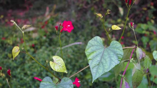 Listy Květy Albizijského Julibrissinu Perského Hedvábí Růžového Hedvábí Nebo Mimózy — Stock video