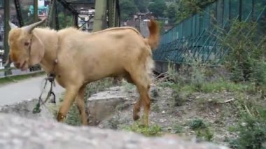 14 Ekim 2022, Dehradun Şehri, Uttarakhand, Hindistan. Yol kenarındaki otlarla beslenen Hint keçileri.