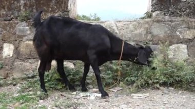 14 Ekim 2022, Dehradun Şehri, Uttarakhand, Hindistan. Yol kenarındaki otlarla beslenen Hint keçileri.