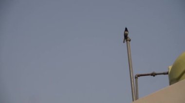 Doğulu magpie-robin (Copsychus saularis) bir Hint evinin çatısını çağırıyor.