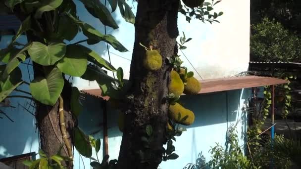 Outubro 2022 Dehradun City Uttarakhand Índia Muitas Frutas Jack Penduradas — Vídeo de Stock