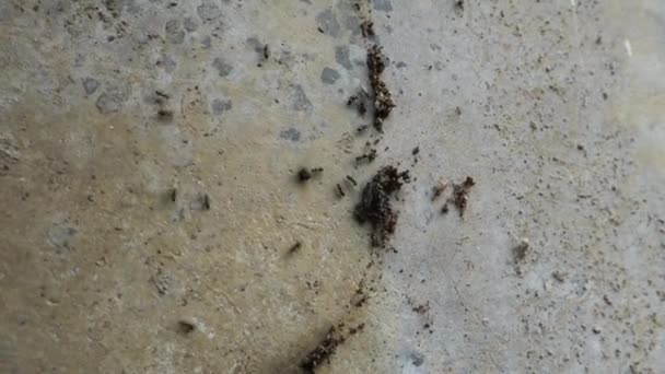 Fechem Rasto Formigas Jardim Negro Uttarakhand Índia — Vídeo de Stock