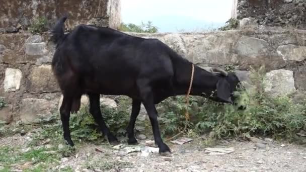 Outubro 2022 Dehradun City Uttarakhand Índia Cabras Coloridas Indianas Alimentando — Vídeo de Stock