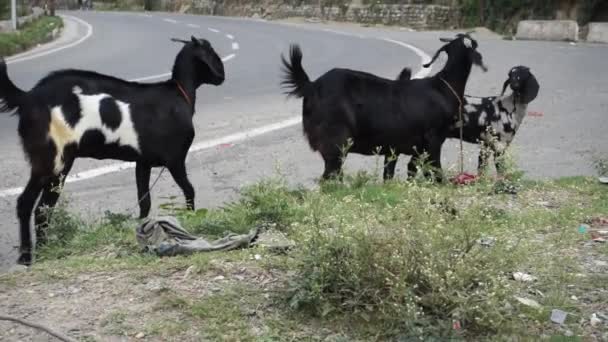 2022年10月14日 インド ウッタラーカンド州デフラダン市 道端の草で食べるインドのカラフルなヤギ — ストック動画