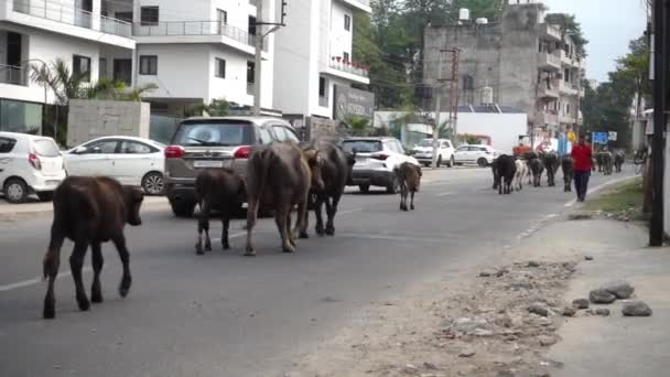Octubre 2022 Dehradun City Uttarakhand India Manada Búfalos Vacas Caminando — Vídeo de stock