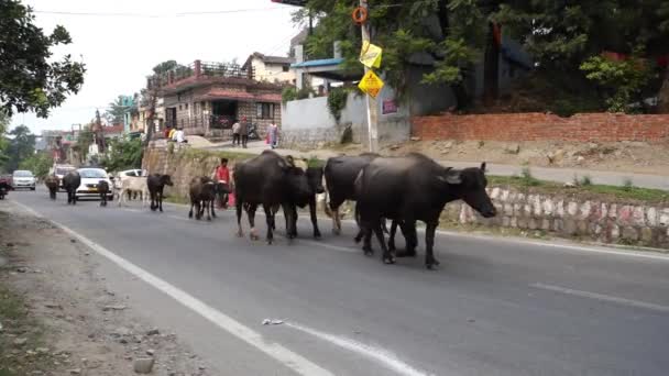 2022年10月14日 印度Uttarakhand的Dehradun市 成群的水牛和奶牛在马路中间行走 造成交通堵塞 — 图库视频影像