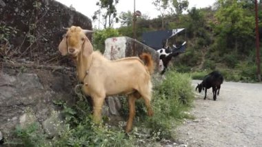 14 Ekim 2022, Dehradun Şehri, Uttarakhand, Hindistan. Yol kenarındaki otlarla beslenen Hint keçileri.
