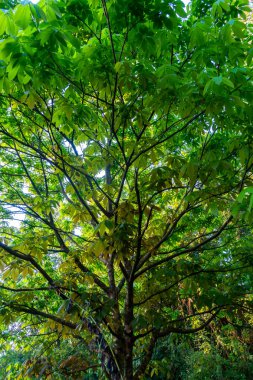 Çiçeklerle dolu at kestanesi ağacı resmi, Buckeye adı verilen estetik tür.