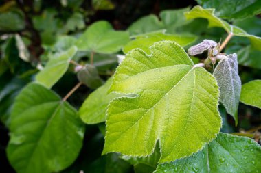 Ampelopsis glandulosa var. brevipedunculata, bilinen adıyla Creeper, porselen böğürtlen, Amur biberi ve yaban üzümü, Asya 'nın ılıman bölgelerine özgü bir süs bitkisidir..