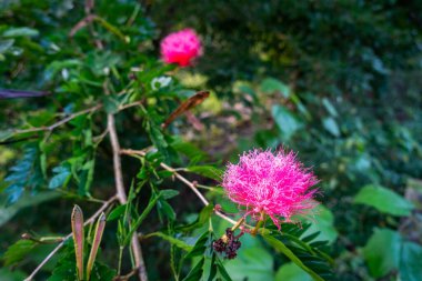 Albizia julibrissin yaprakları ve çiçekleri, İran ipek ağacı, pembe ipek ağacı veya mimoza ağacı. Uttarakhand Hindistan.