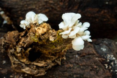 Ductifera pululahuanaIt mantarı. Soluk jöleli rulo olarak da bilinir. Beyaz jöle mantarı. Çürümüş odunların üzerinde meyve verir. Hindistan
