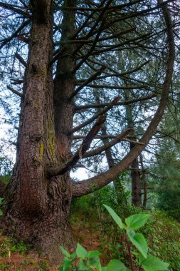 Cedrus deodara, deodar sedir, Himalaya sedir, ya da sanatsal tasarımlı deodar ağacı. Himalaya Bölgesi Uttarakhand, Hindistan.