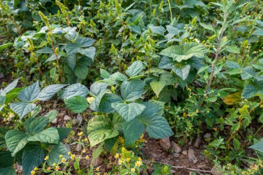 Böbrek fasulyesi ekimi, yaygın fasülye (Fas vulgaris). Himalaya Bölgesi Uttarakhand 'daki Organik Çiftlik.