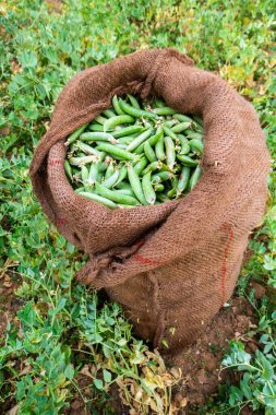 Himalaya 'nın Uttarakhand bölgesinde tarım ve hasat yapan organik Yeşil Bezelye (Pisum sativum).