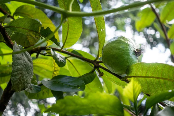 Fruta Goiaba Isolada Uma Árvore Com Folhas Cultivo Orgânico Índia — Fotografia de Stock