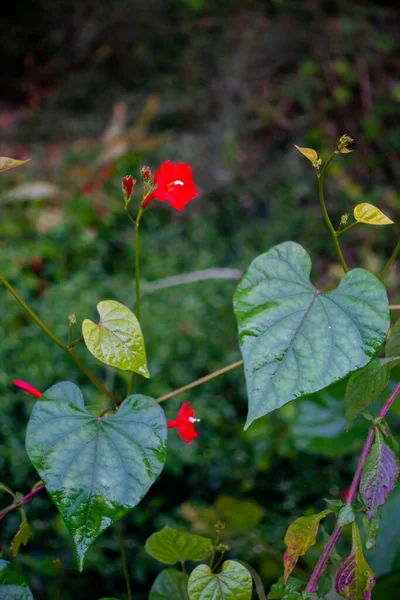 Papaver Rhoeas Blume Mit Gebräuchlichen Namen Wie Mohn Der Himalaya — Stockfoto