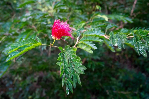 アルビジアジュブリシシンの葉や花 ペルシャの絹の木 ピンクの絹の木 またはミモザの木 ウッタラーカンド インディア — ストック写真