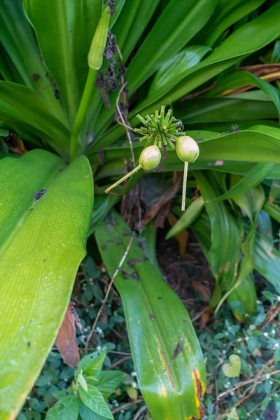 タッカレオントペタロイド 白コウモリ植物 の種子 葉と果実 — ストック写真