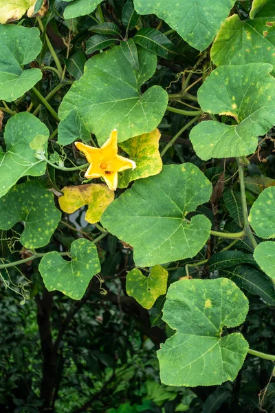Viña Calabaza Con Hojas Flores Fruta Amarilla Jardín Orgánico Indio —  Fotos de Stock