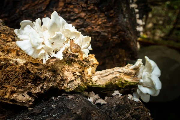 Caracol Rastejando Sobre Corpo Cogumelo Nas Florestas Himalaia Uttarakhand Índia — Fotografia de Stock