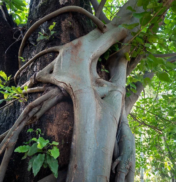 ストレンジャーフィギュアツリー この木は周りを包み ホストツリーを成長させ 最終的にホストを飲み込んで殺します ウッタラーカンド インディア — ストック写真