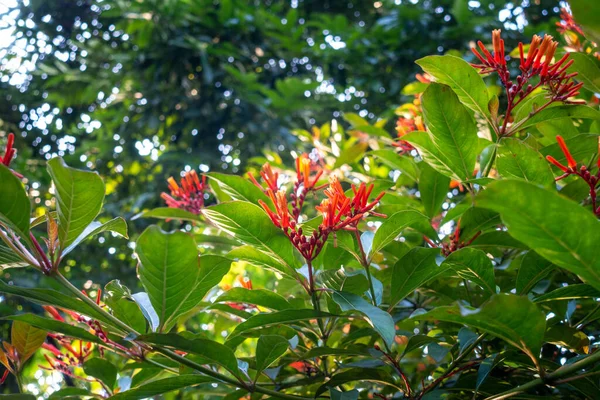 ハメリアは小さな木にオレンジの花を付けます ウッタラーカンド インディア — ストック写真