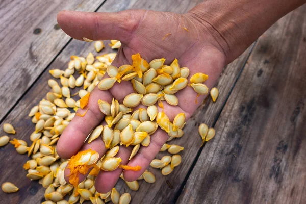 Руки Держащие Тыквенные Семена Расфокусированным Верхом Стола Заднем Плане Индия — стоковое фото